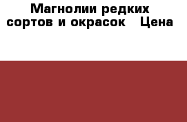 Магнолии редких сортов и окрасок › Цена ­ 1 500 - Все города Сад и огород » Другое   . Адыгея респ.